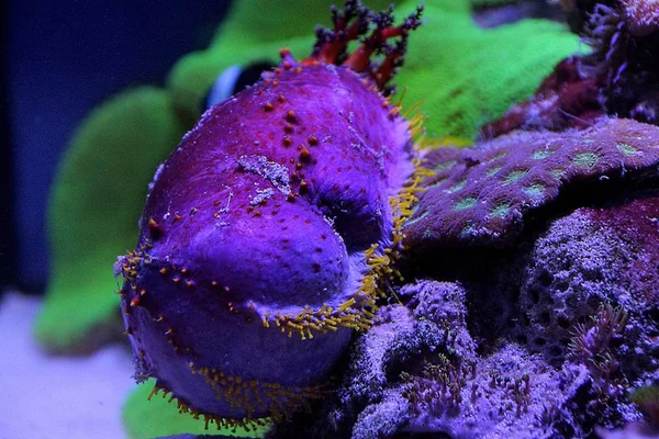 Pepino Mar Entre Corales — Foto de Stock