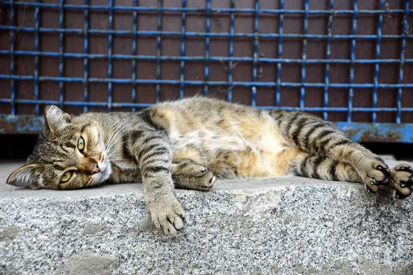 Piękny Kot Leży Kamiennej Podłodze Ulicy Pobliżu Ogrodzenia — Zdjęcie stockowe