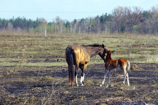 一只小马和一匹马在被烧毁的田野上 — 图库照片