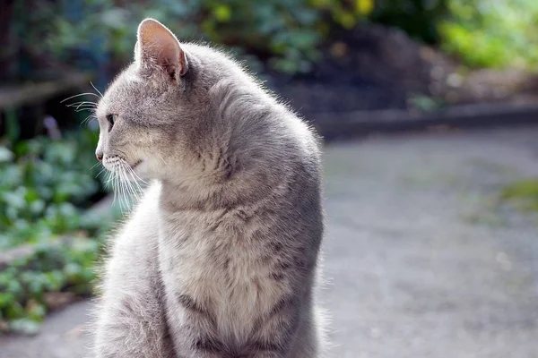 Gato Cinza Bonito Sentado Rua Porta — Fotografia de Stock