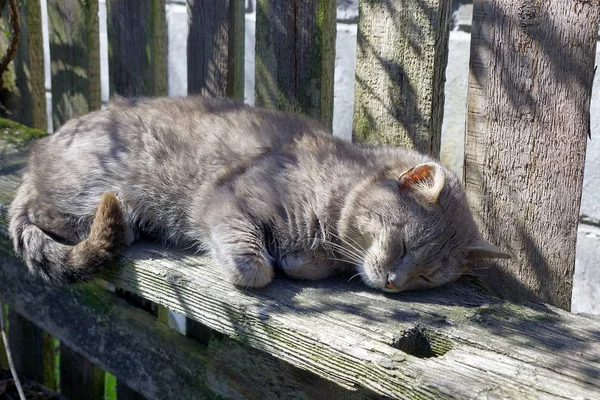 Szary Kot Śpi Drewnianej Ławce — Zdjęcie stockowe