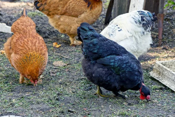 Molti Polli Domestici Mangiano Sul Terreno Cibo — Foto Stock