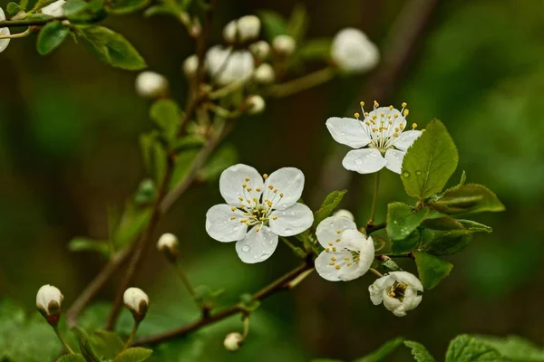 Fleurs Blanches Sur Les Branches Une Cerise — Photo