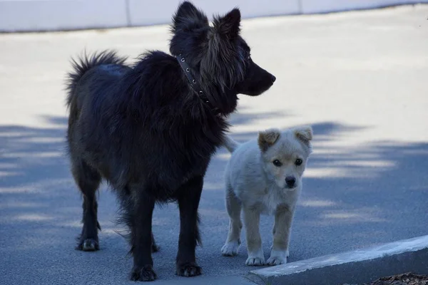 Gran Perro Negro Cachorro Blanco Pie Pavimento — Foto de Stock