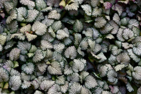 Texture Verte Petits Germes Une Plante Jardin — Photo