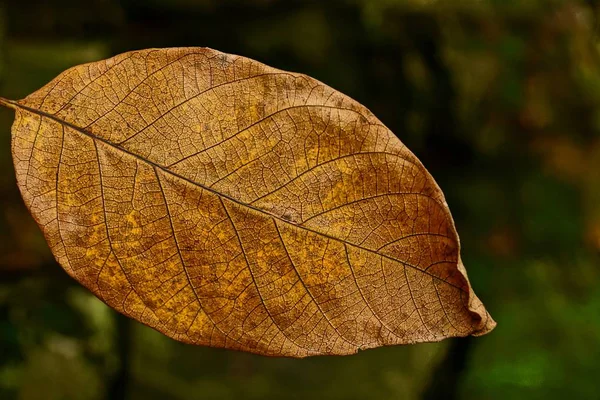 Folha Seca Marrom Natureza Parque — Fotografia de Stock