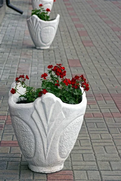 Camas Flores Hormigón Blanco Con Flores Rojas Losas Pavimentación — Foto de Stock