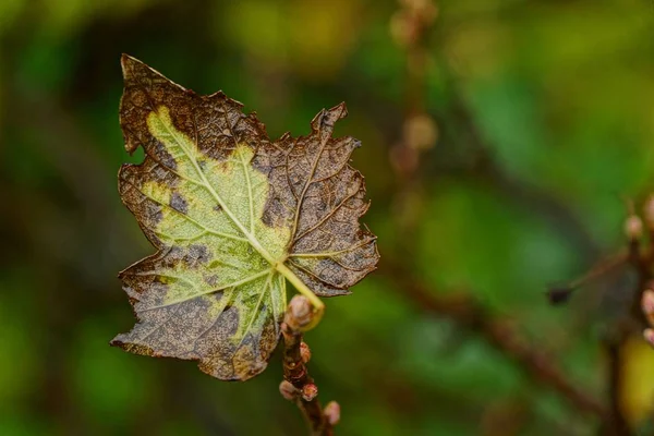 Γκρίζο Πράσινο Υγρό Φύλλο Κρέμεται Ένα Κλαδί Θάμνο Στον Κήπο — Φωτογραφία Αρχείου