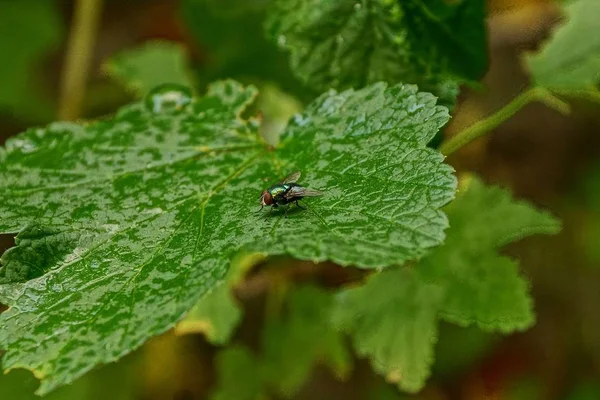 Uma Mosca Verde Senta Uma Folha Framboesa Verde — Fotografia de Stock