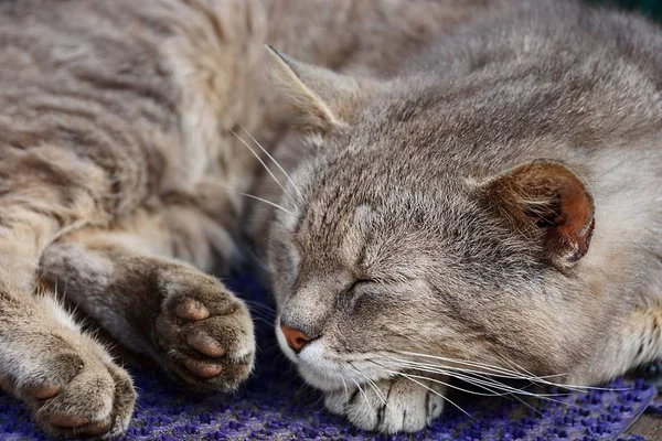 Gato Cinza Dorme Nas Patas Tapete — Fotografia de Stock