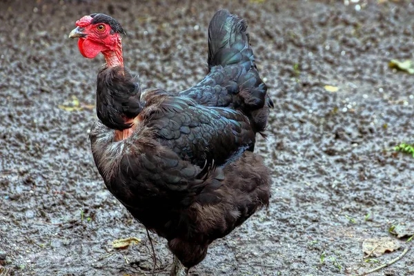 Большая Черная Курица Стоит Снаружи Грязи — стоковое фото