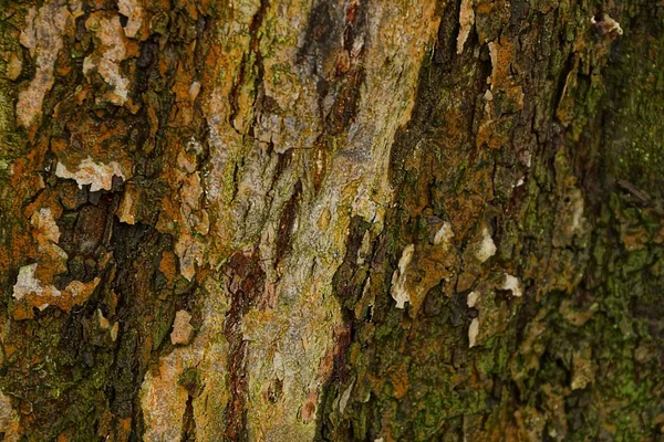 Graue Natürliche Textur Aus Der Trockenen Rinde Eines Baumes — Stockfoto