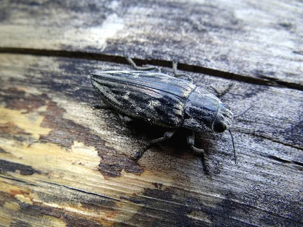 Ein Schwarzer Großer Käfer Sitzt Auf Einem Grauen Holzbrett — Stockfoto