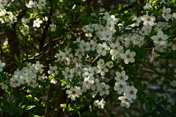 Weiße Blüten Auf Einem Kirschzweig Garten — Stockfoto