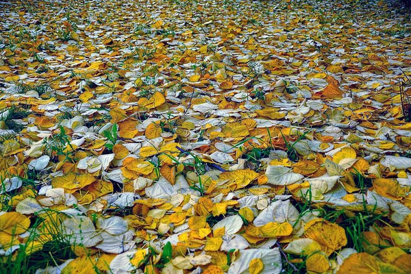 Природна Текстура Жовтого Опалого Листя Зеленій Траві — стокове фото