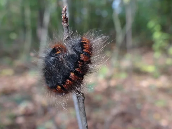 Shaggy Caterpillar Thin Branch — Stock Photo, Image