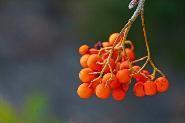 Piccole Bacche Sorbo Rosse Ramo Sottile Cespuglio — Foto Stock