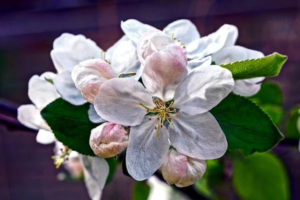 White Flowers Apple Branch Spring Garden — Stock Photo, Image