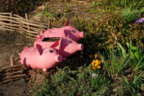 花壇の植木鉢の形でペットボトルからピンクの豚 — ストック写真