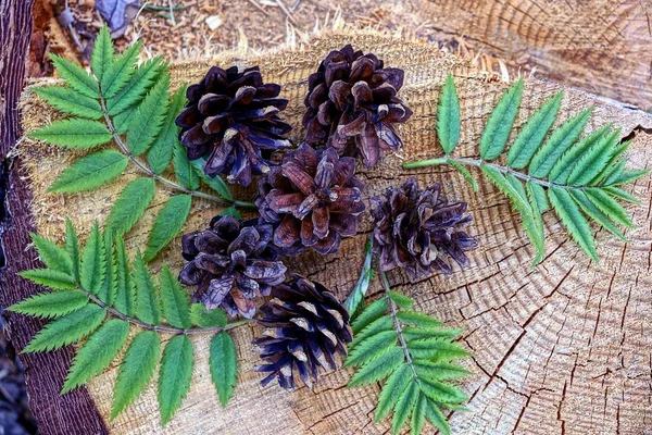 茶色の木に葉が付いたコーンと枝 — ストック写真