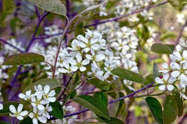 白い花と開花白樺の枝 — ストック写真