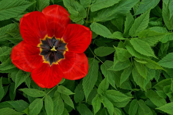 Blommande Knopp Röd Tulpan Bland Gröna Gräs — Stockfoto