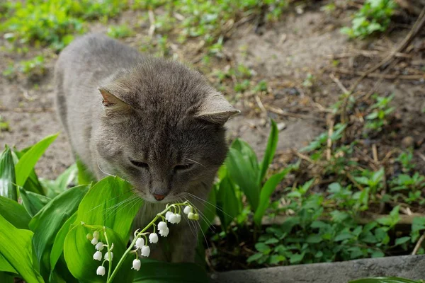 Szary Kot Pachnący Białe Kwiaty Ogrodzie — Zdjęcie stockowe