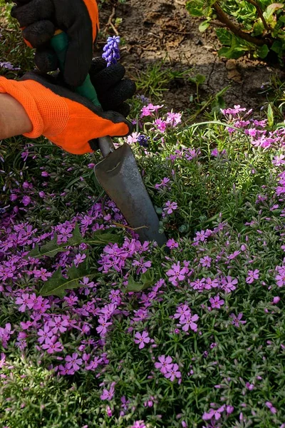 Järn Scoop Handen Att Gräva Blomma Säng — Stockfoto