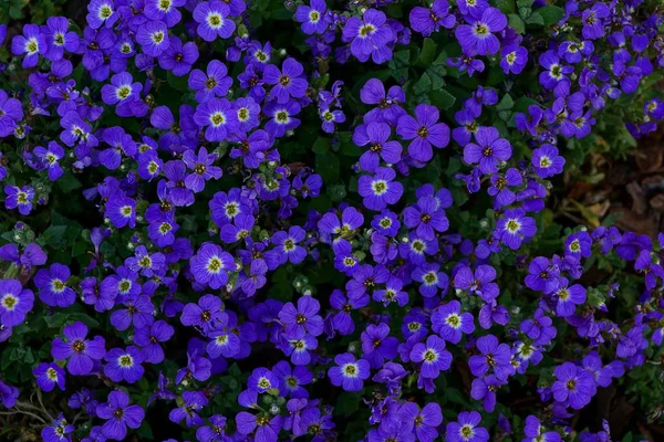 Textur Aus Kleinen Blauen Dekorativen Blüten — Stockfoto