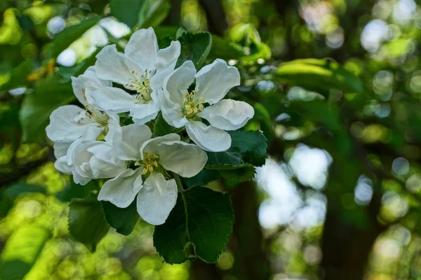 White Flowers Apple Branch Spring Garden — Stock Photo, Image