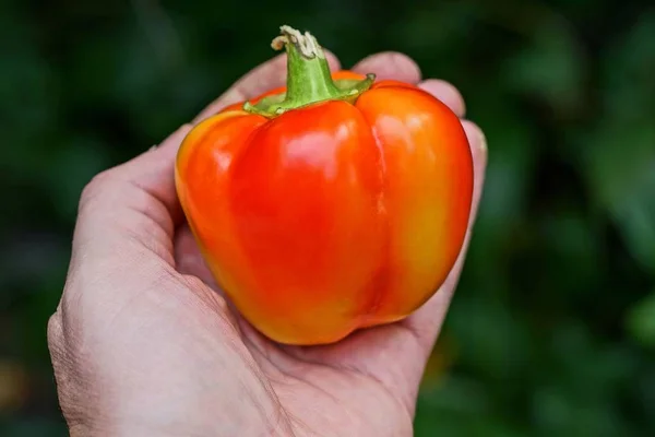 Uma Grande Pimenta Vermelha Está Palma Sua Mão — Fotografia de Stock