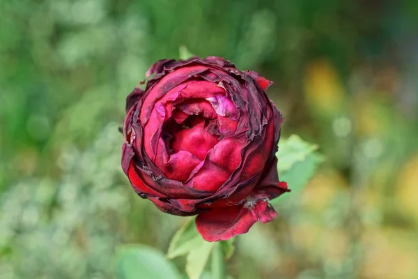 one bud of a red round rose on a stem with green leaves