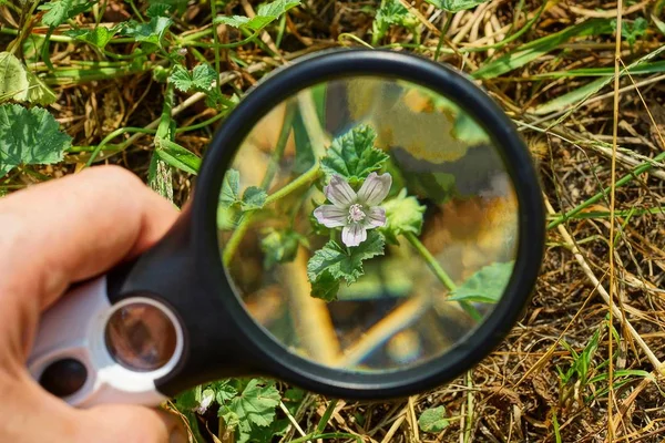 Svart Förstoringsglas Handen Förstorar Liten Vild Blomma Grönt Gräs — Stockfoto