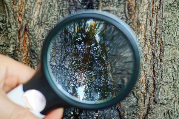 Mano Con Una Lente Ingrandimento Nera Ingrandisce Catrame Marrone Sulla — Foto Stock