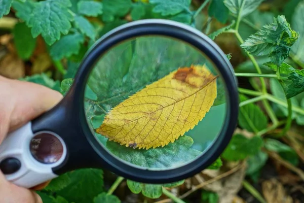 Uma Lupa Preta Aumenta Folha Amarela Caída Planta — Fotografia de Stock