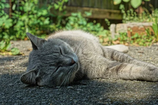 Grande Gato Bonito Mente Dorme Asfalto Rua — Fotografia de Stock