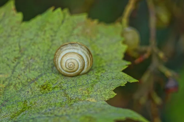 One Gray Snail Sits Green Leaf Plant — Stock Photo, Image