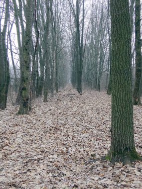 Kumdaki eski ağacın kökleri ve sonbahar ormanındaki yapraklar