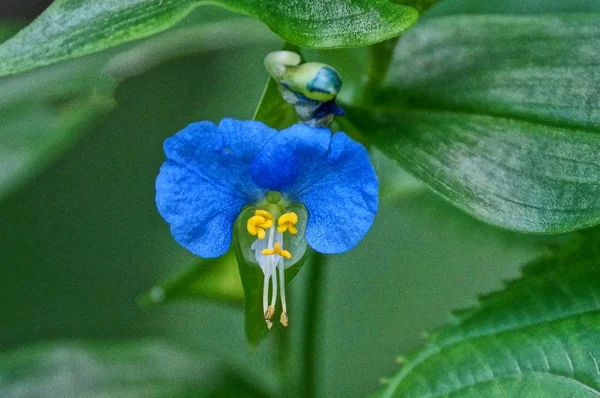 Pequena Flor Campo Azul Entre Vegetação Prado — Fotografia de Stock