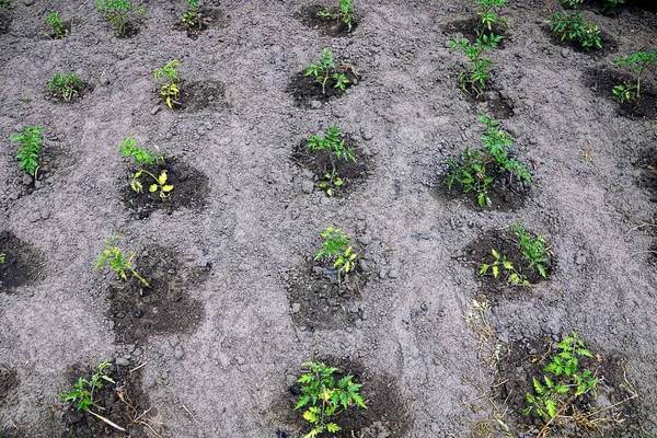 Groene Spruiten Van Tomaten Tuin — Stockfoto