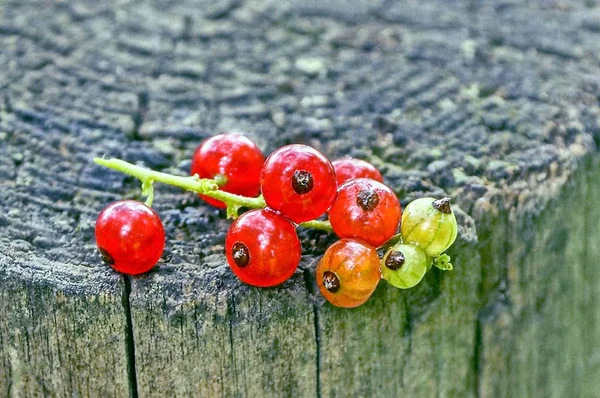 Groselhas Vermelhas Maduras Uma Tábua Madeira — Fotografia de Stock