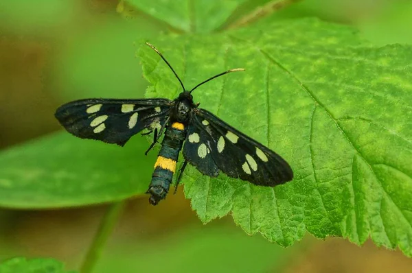 Black Night Butterfly Sitter Ett Grönt Löv Skogen — Stockfoto