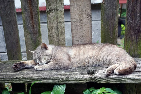 Graue Katze Liegt Auf Einer Holzbank Zaun — Stockfoto