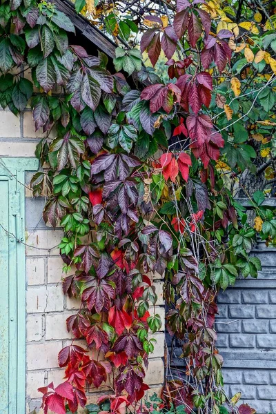 Parede Tijolo Coberto Com Plantas Coloridas — Fotografia de Stock