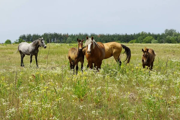 在盛开的田野里的马群 — 图库照片