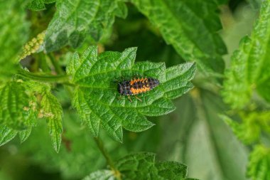 küçük renkli bir böcek ısırgan yeşil bir yaprak üzerinde oturur