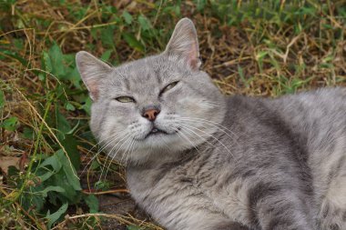  kedi yalan ve sokakta yeşil çim ve bitki örtüsü içinde bashes