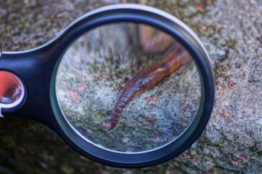black magnifier magnifies long red worm on gray stone clipart