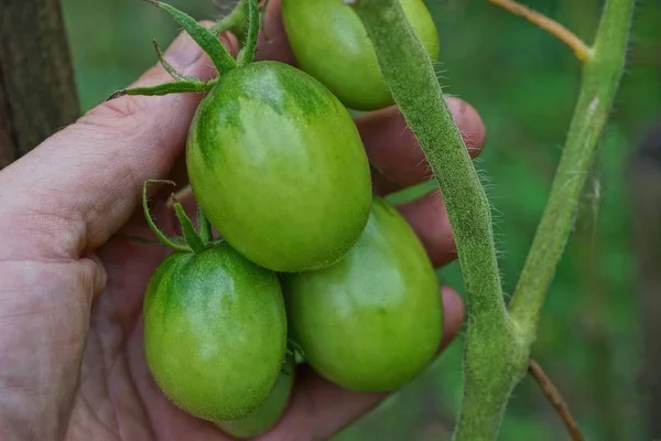 Hand Holds Green Tomatoes Branch Vegetable Garden — Stock Photo, Image