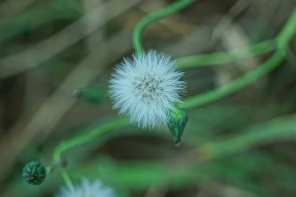 Petit Pissenlit Dans Parc Printanier — Photo